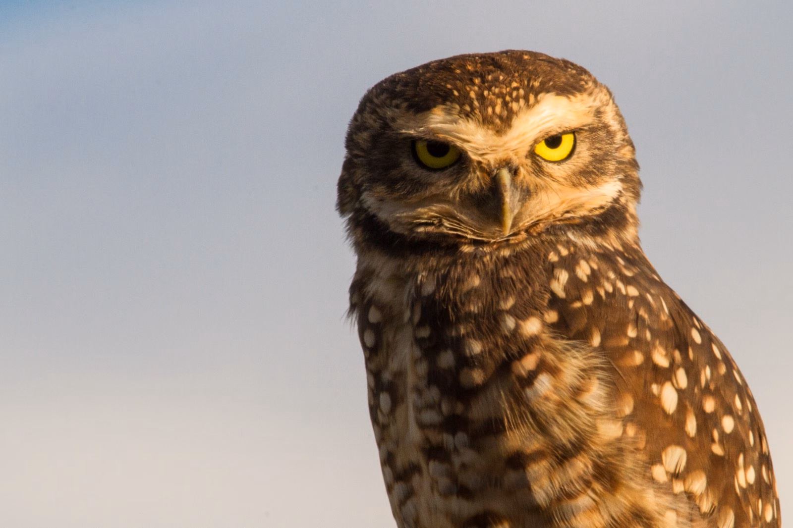 Coruja-buraqueira | Athene cunicularia É uma das aves mais marcantes e fáceis de observar na Chapada dos Veadeiros. Diferente de outras corujas, ela tem hábitos diurnos e vive em áreas abertas do Cerrado