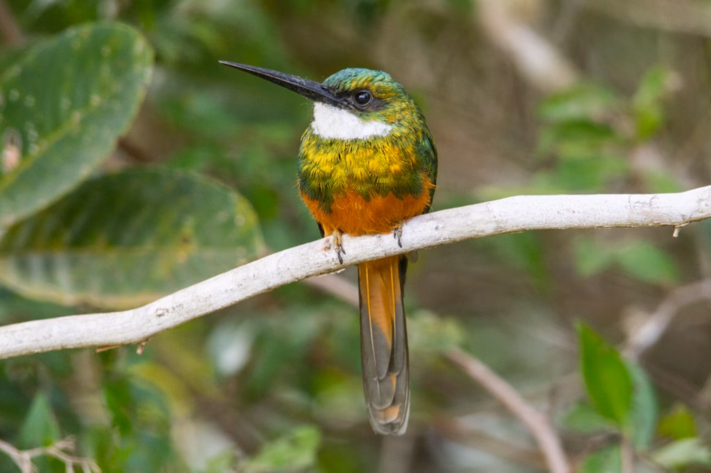 Ave do Cerrado da Chapada dos Veadeiros