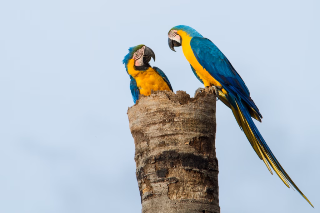 Arará-Canindé (Ara Ararauna) - Ave do Cerrado na Chapada dos Veadeiros - Foto por EcoRotas Turismo