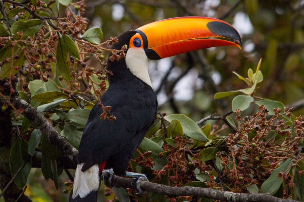 Tucano ou Tucunaçu (Ramphastos toco) - Ave do Cerrado da Chapada dos Veadeiros - Foto do arquivo da EcoRotas Turismo