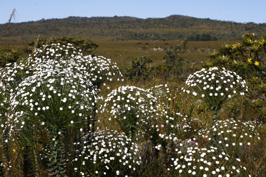 O chuveirinho-do-cerrado (pertencente principalmente aos gêneros Paepalanthus e Actinocephalus, da família Eriocaulaceae) é uma icônica planta sempre-viva. Suas hastes finas e longas sustentam inflorescências esféricas brancas ou douradas que lembram pequenos pompons. Típicas de campos rupestres e solos arenosos, florescem entre o fim da seca e o início das chuvas